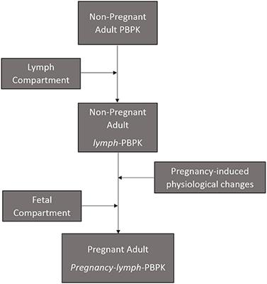 Mechanistic Modeling of Maternal Lymphoid and Fetal Plasma Antiretroviral Exposure During the Third Trimester